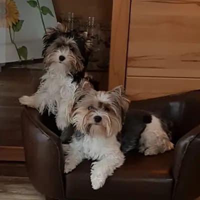 Bild aus Of Sunflower in Hessen, wo unsere Yorkshire Terrier-Hunde in einer liebevollen Umgebung aufwachsen.