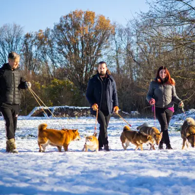 Rufus – Shiba Inu Welpe, Gespanschaft Međimurje, Raised by LENA OD MURE