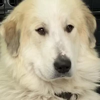 Foto von Toulouse , einem Pyrenäen-Berghund-Elternhund in Nordrhein-Westfalen.