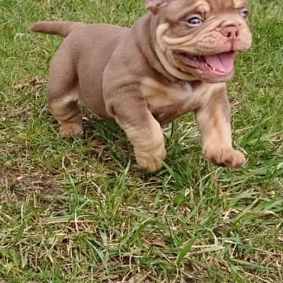 Bild aus Bulldoggen von der Rudolfshöhe  in Brandenburg, wo unsere Old English Bulldog-Hunde in einer liebevollen Umgebung aufwachsen.