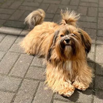 Bild aus lovly little dog in Hessen, wo unsere Havaneser-Hunde in einer liebevollen Umgebung aufwachsen.