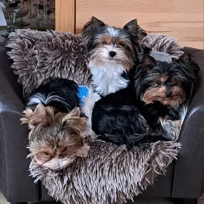 Bild aus Of Sunflower in Hessen, wo unsere Yorkshire Terrier-Hunde in einer liebevollen Umgebung aufwachsen.
