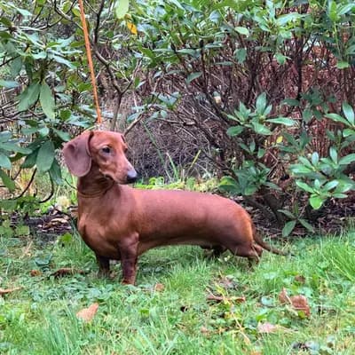 Foto von Suzi, einem Dackel (kurzhaar)-Elternhund in Schleswig-Holstein.