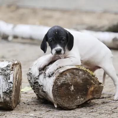 Foto von Orla, einem English Pointer-Welpe in Brandenburg.