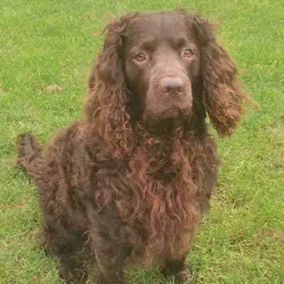 Foto von Chetco , einem American Water Spaniel-Elternhund in Nordrhein-Westfalen.