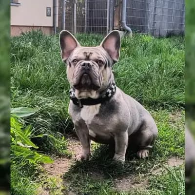 Balu