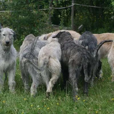 Galerie-Bild von Dahmraks Irish Wolfhounds in Bayern, mit Eindrücken unserer Irish Wolfhound-Zucht.