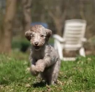 Bild aus The Bushwalker  in Niedersachsen, wo unsere Bedlington Terrier-Hunde in einer liebevollen Umgebung aufwachsen.