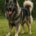 Foto der Rasse Germanischer Bärenhund