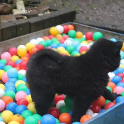 Bild aus Eurasier vom Sitara  in Nordrhein-Westfalen, wo unsere Eurasier-Hunde in einer liebevollen Umgebung aufwachsen.