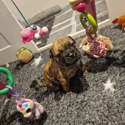 Bild aus Bachgau_B_Bulls LIEBHABER Zucht in Bayern, wo unsere Continental Bulldog (Nationale Rasse)-Hunde in einer liebevollen Umgebung aufwachsen.
