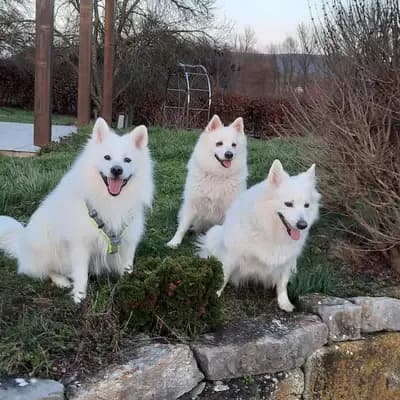 Galerie-Bild von von den Franken Spitzen in Bayern, mit Eindrücken unserer Großspitz-Zucht.