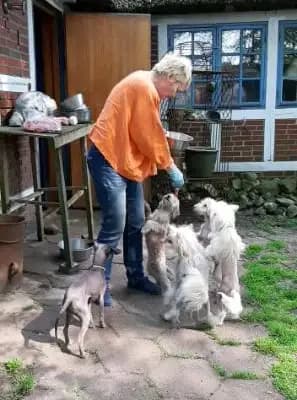 Bild aus The Bushwalker  in Niedersachsen, wo unsere Chinese Crested Dog-Hunde in einer liebevollen Umgebung aufwachsen.