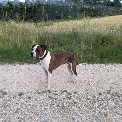 Galerie-Bild von Hegau Bulldog's  in Baden-Württemberg, mit Eindrücken unserer American Bulldog-Zucht.
