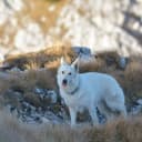 Foto der Rasse Kanadischer Schäferhund