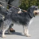 Foto der Rasse Griffon Bleu de Gascogne