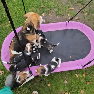 Bild aus "Beagle vom Ostenfeld" in Nordrhein-Westfalen, wo unsere Beagle-Hunde in einer liebevollen Umgebung aufwachsen.