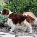 Foto der Rasse Welsh Springer Spaniel