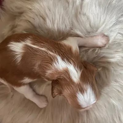 Foto von Bella, einem Cavalier King Charles Spaniel-Welpe in Rheinland-Pfalz.
