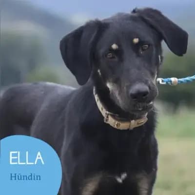 Ella