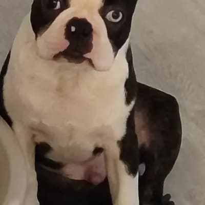 Galerie-Bild von Von den Manchester Hexen Boston Terrier Zucht in Nordrhein-Westfalen, mit Eindrücken unserer Boston Terrier-Zucht.