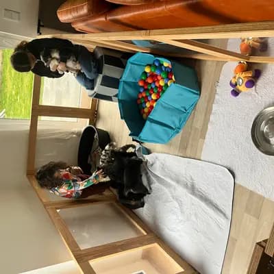 Bild aus Million Dollar Ranch in Bayern, wo unsere Miniature American Shepherd-Hunde in einer liebevollen Umgebung aufwachsen.
