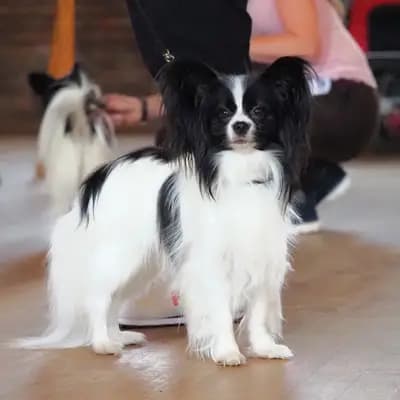 Foto von Luna, einem Kontinentaler Zwergspaniel (Papillon)-Elternhund in Hamburg.