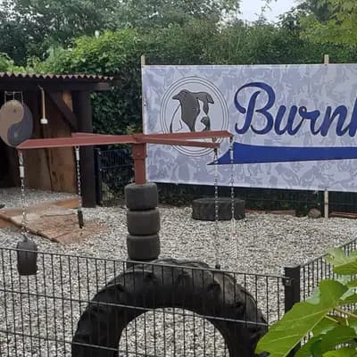 Galerie-Bild von Burnhardt's American XXL Bully in Saarland, mit Eindrücken unserer American Bully-Zucht.