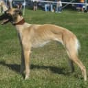 Foto der Rasse Silken Windsprite (Nationale Rasse)