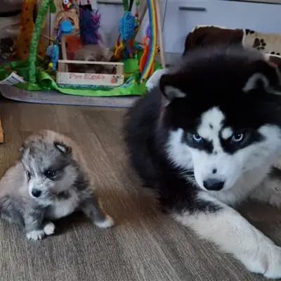 Titelbild von Mystic Falls Pomsky Minihuskys  in Bayern, Heimat unserer Pomsky-Zucht.