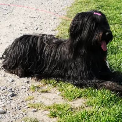 Foto von Lisa, einem Berger de Brie (Briard)-Elternhund in Baden-Württemberg.