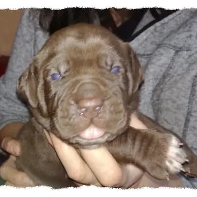 Galerie-Bild von Romaner Antikdoggenzucht "vom römischen Reich" in Nordrhein-Westfalen, mit Eindrücken unserer Cane Corso Italiano-Zucht.