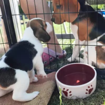 Bild aus Vom Steinbrink  in Niedersachsen, wo unsere Beagle-Hunde in einer liebevollen Umgebung aufwachsen.