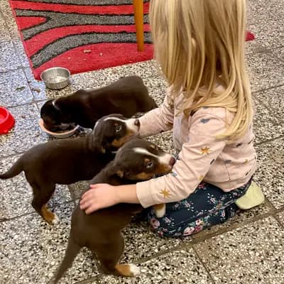 Bild aus Appenzeller Sennenhunde vom Altmarkhof in Sachsen-Anhalt, wo unsere Appenzeller Sennenhund-Hunde in einer liebevollen Umgebung aufwachsen.