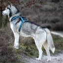 Foto der Rasse Siberian Husky