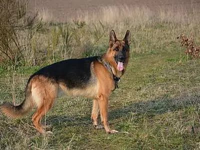 Mollii