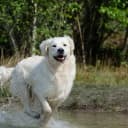 Foto der Rasse Kuvasz
