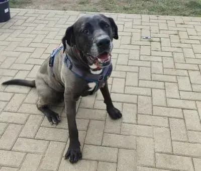 Tyson