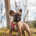 Foto der Rasse Französische Bulldogge