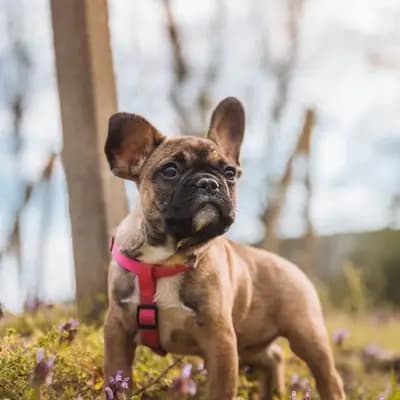 Französische Bulldogge – Hunderasse