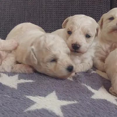 Galerie-Bild von Bichon Frise Zucht  "Dream Teddy's" in Brandenburg, mit Eindrücken unserer Bichon A poil frise-Zucht.
