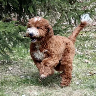 Sonnenwurf – 金毛犬 Wurf, Niedersachsen, 由...饲养 Griselda Doodle