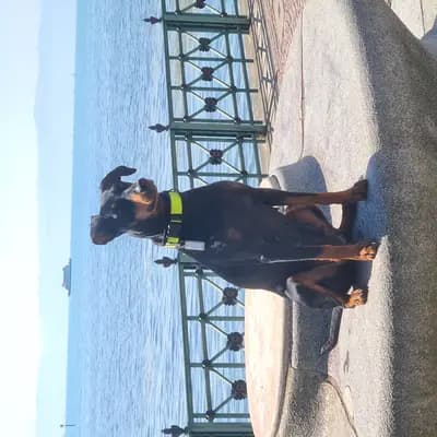 Foto von Princess Annabell vom Zauberwald , einem Deutscher Pinscher-Elternhund in Rheinland-Pfalz.