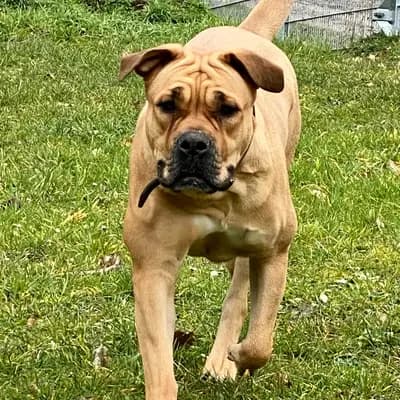 Foto von Amber , einem Perro Dogo Mallorquin (Mallorca-Dogge)-Elternhund in Bayern.