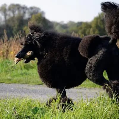 Bild aus Fantastic Phantoms in Rheinland-Pfalz, wo unsere Pudel-Hunde in einer liebevollen Umgebung aufwachsen.