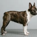 Foto der Rasse Frenchton