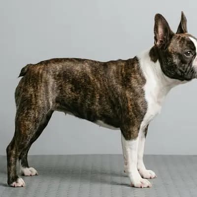 Frenchton – 狗品种