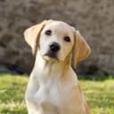 Foto der Rasse Labrador Retriever