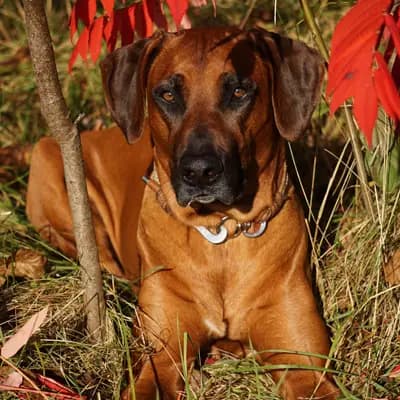 Galerie-Bild von Kennel vom Werratal in Thüringen, mit Eindrücken unserer Rhodesian Ridgeback-Zucht.