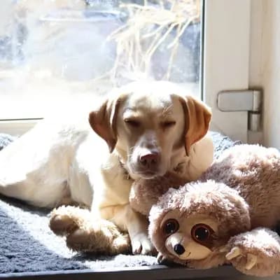 Tamino